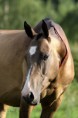 /album/fotogalerie-dunady/v-130709-0124-jpg2/
